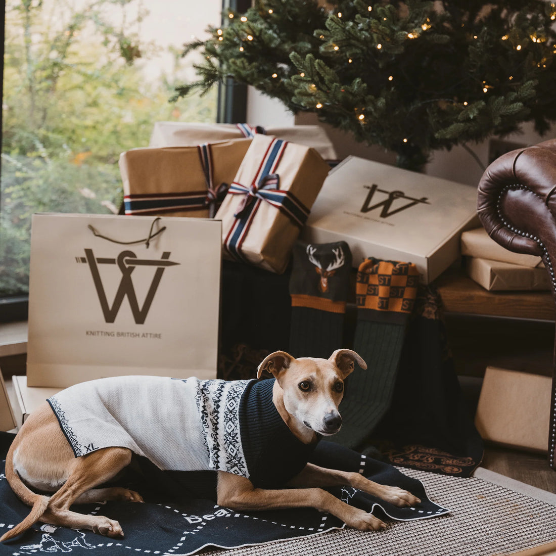 Unveiling Tail-Wagging Pieces for Dogs (and Their Devoted Humans)