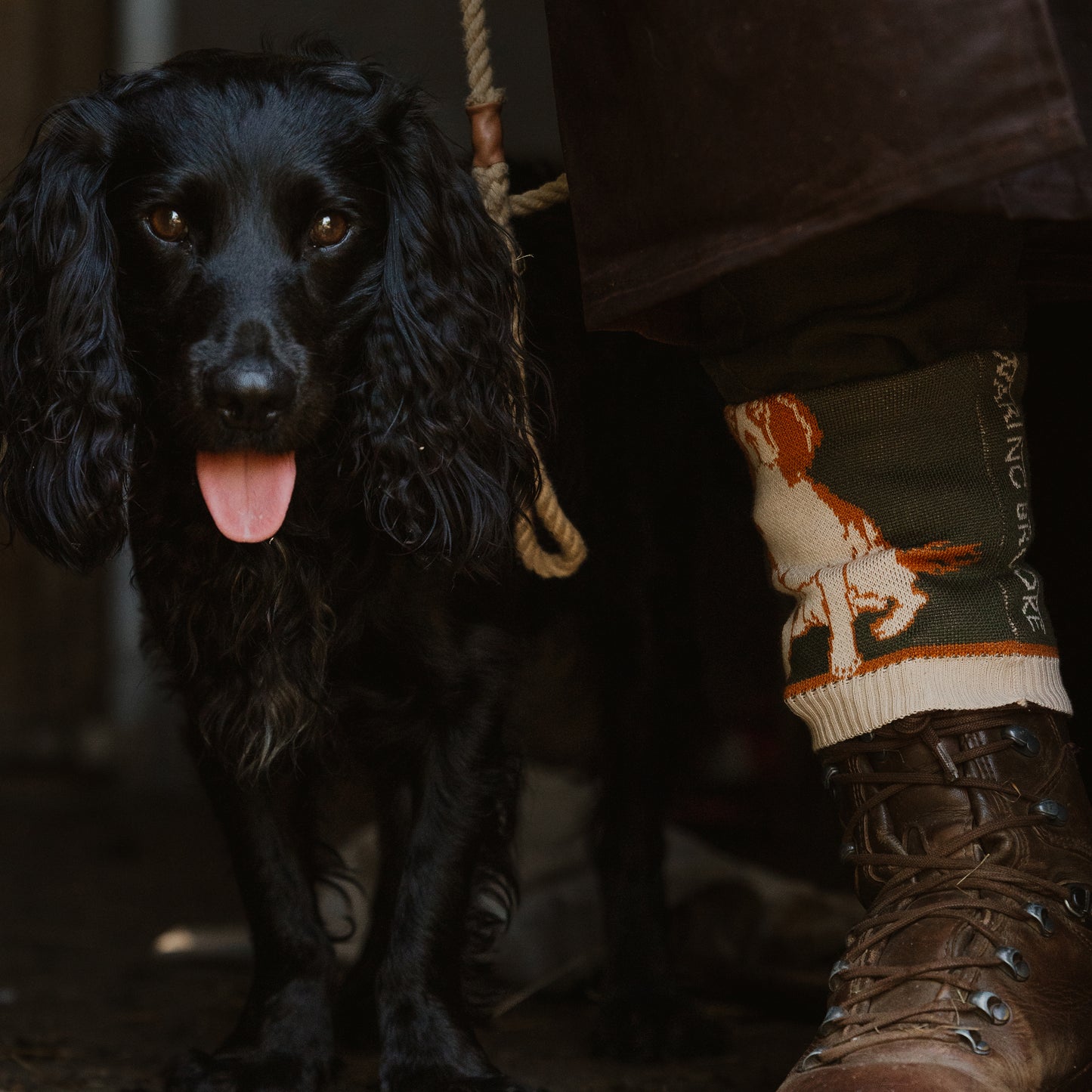 Springer Spaniel Sock Liver/White