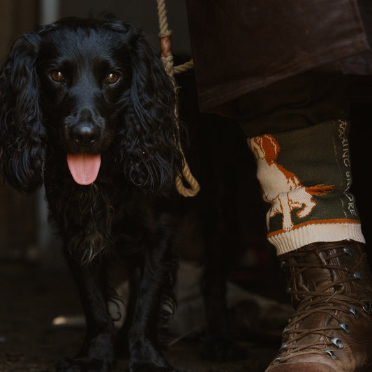Springer Spaniel Sock Black/White